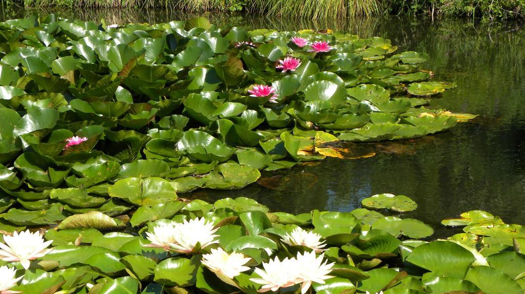 Villa Orlik Barlinek Dış mekan fotoğraf